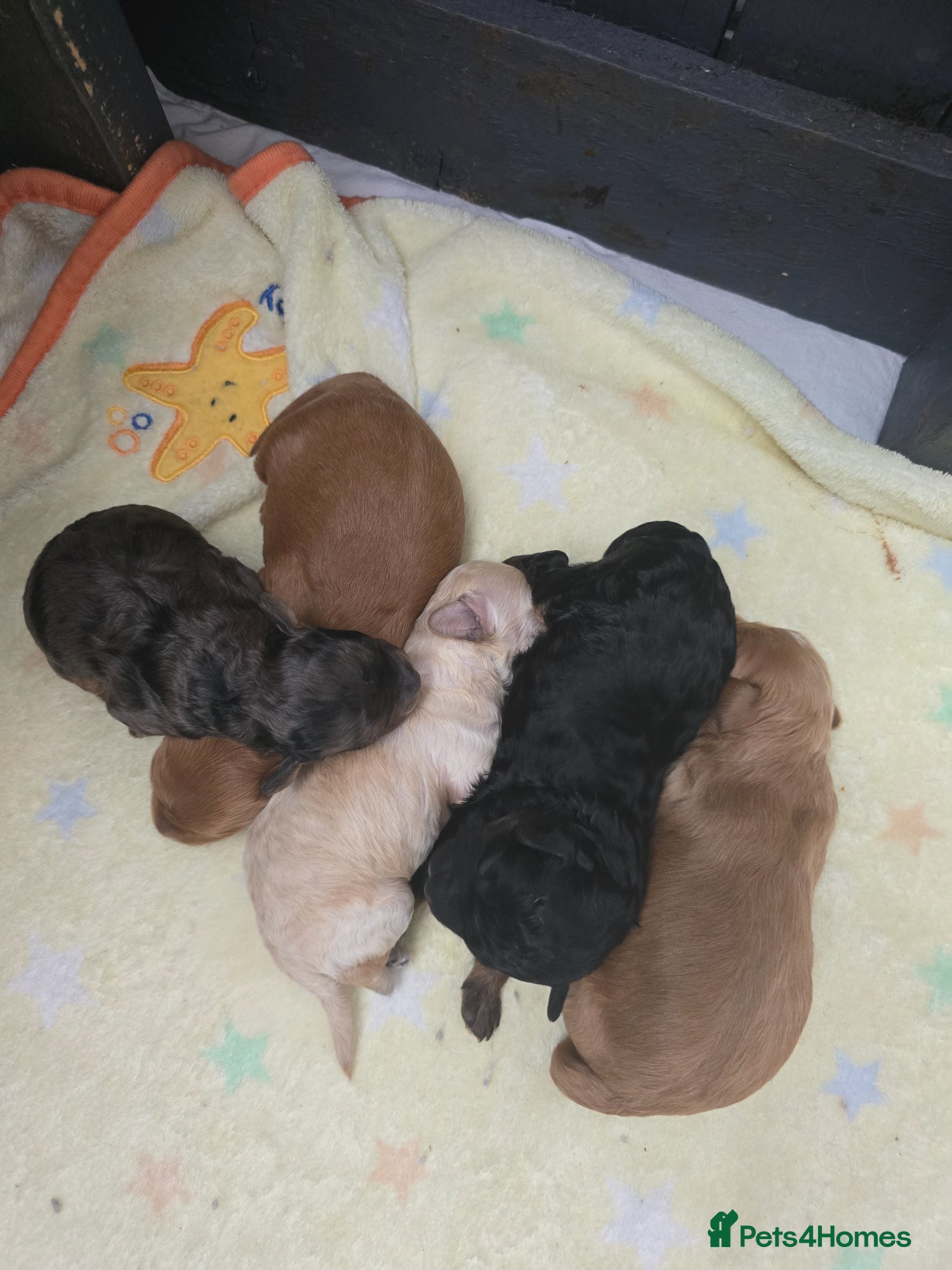 Mixed Breed dogs for sale: Toy poodle x Mini Poodle in Sheffield - Advert 5