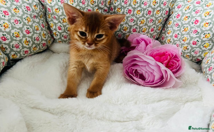 Abyssinian cats - Advert 3