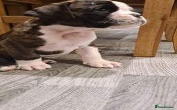 Boxer dogs for sale:  Puppies KC – Exceptional Champion Bloodlines 🐾 - Image 32