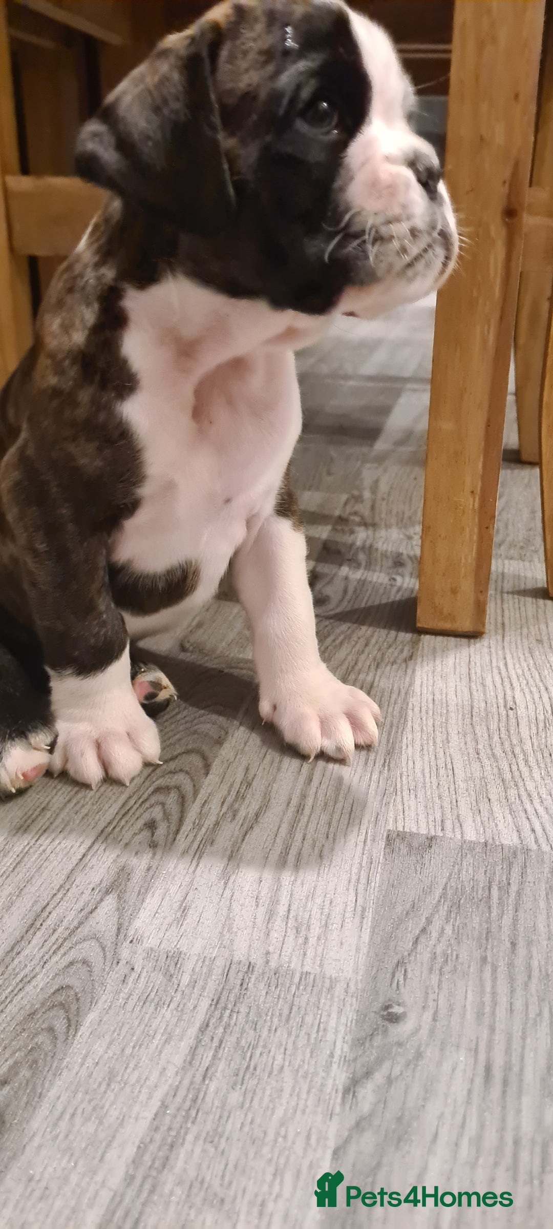 Boxer dogs for sale:  Puppies KC – Exceptional Champion Bloodlines 🐾 - Image 32