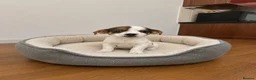 Jack Russell dogs for sale: Outstanding litter of pure bred Jack Russells - Advert 2