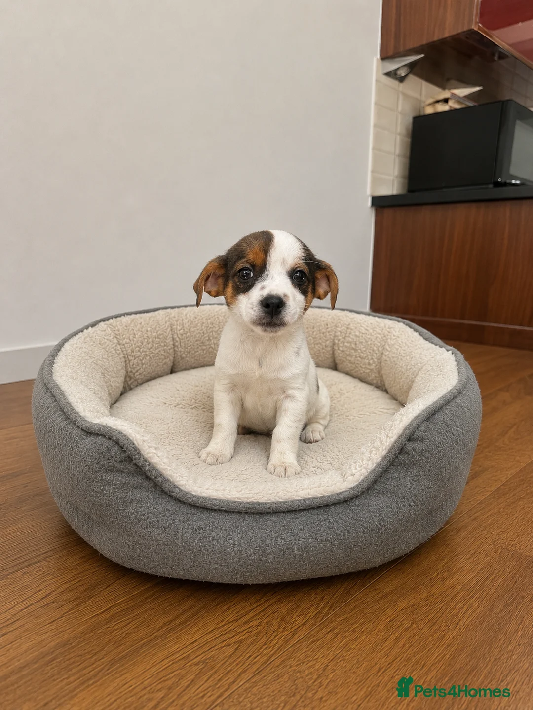 Jack Russell dogs for sale: Outstanding litter of pure bred Jack Russells - Advert 2