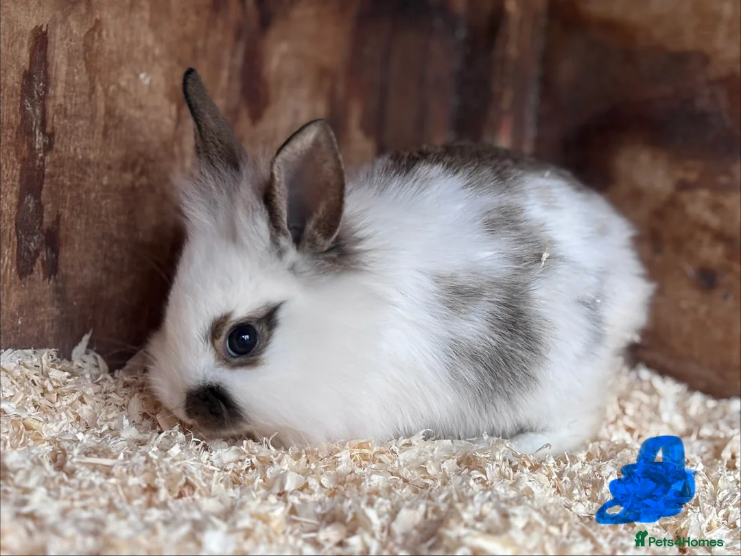 Mixed Breed rabbits for sale: Baby English Spot x Lionhead Rabbits For Sale - Advert 5