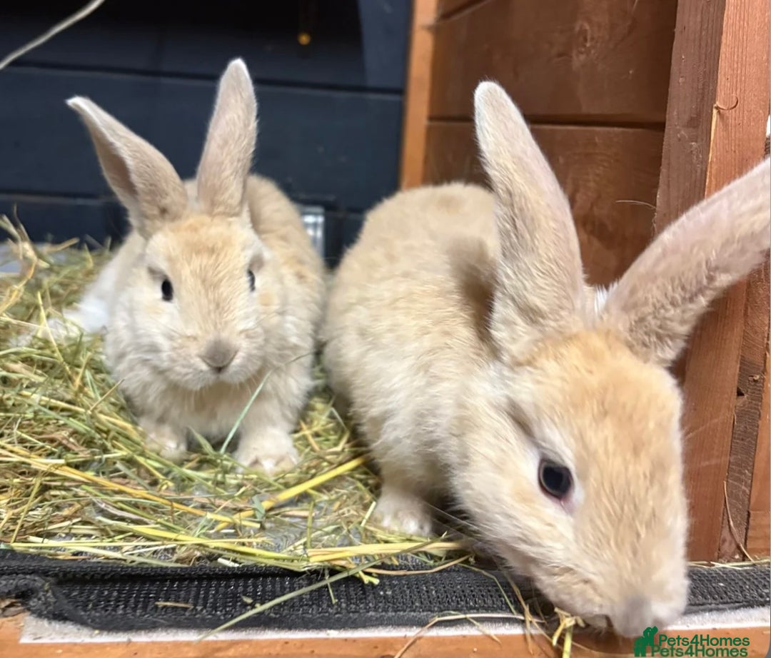 Mini Lop rabbits for sale: 2 baby giant mix rabbits - Image 5