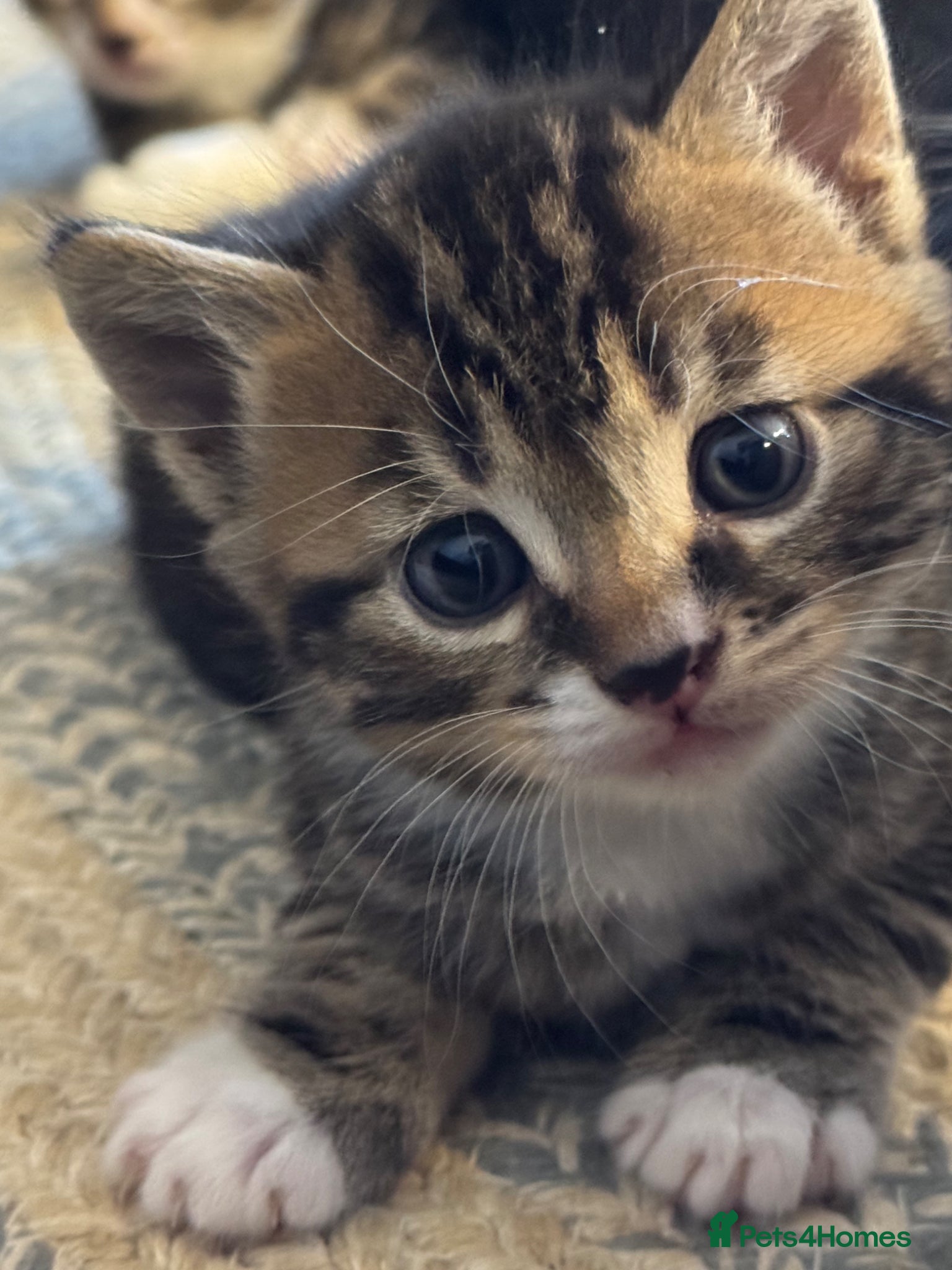 Mixed Breed cats 4 cute kittens for sale  - Advert 2
