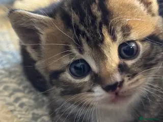 Mixed Breed cats for sale: 4 cute kittens for sale - Advert 1