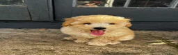 Toy Poodle dogs for sale: KC registered Toy Poodles - Advert 14