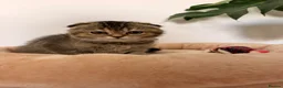 Scottish Fold cats for sale: Beautiful pedigree Scottish fold kittens - Advert 5