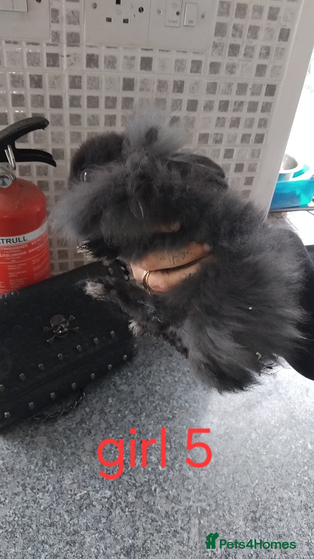 Lionhead rabbits for sale: 5 beautiful lionhead female babies - Image 24