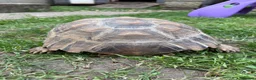 Tortoise reptiles for sale: Male Sulcata  - Advert 4