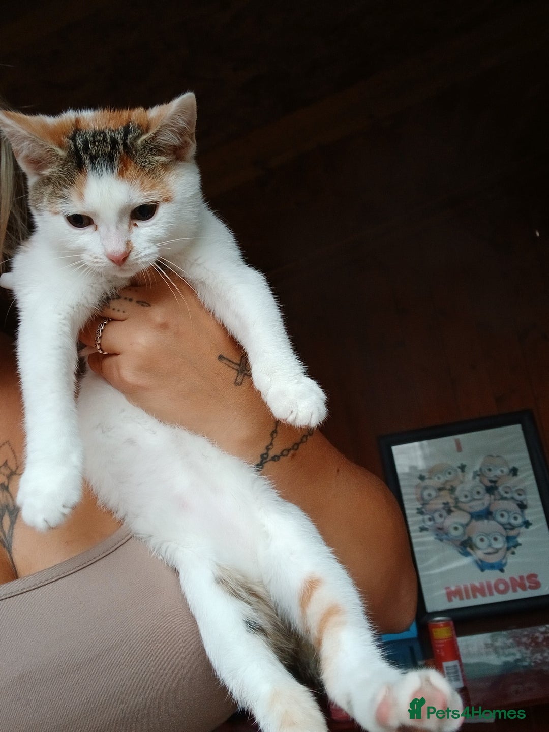 Mixed Breed cats for sale: 2 adorable girl 🥰 - Image 2