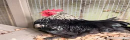 Chickens poultry for sale: Pilkies - Pekin x Silkies 🐥  in Kettering - Advert 4