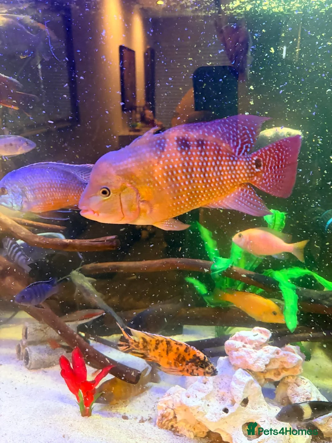 Cichlids fish for sale: Red Terror cichlid 20cm in Staines - Advert 1