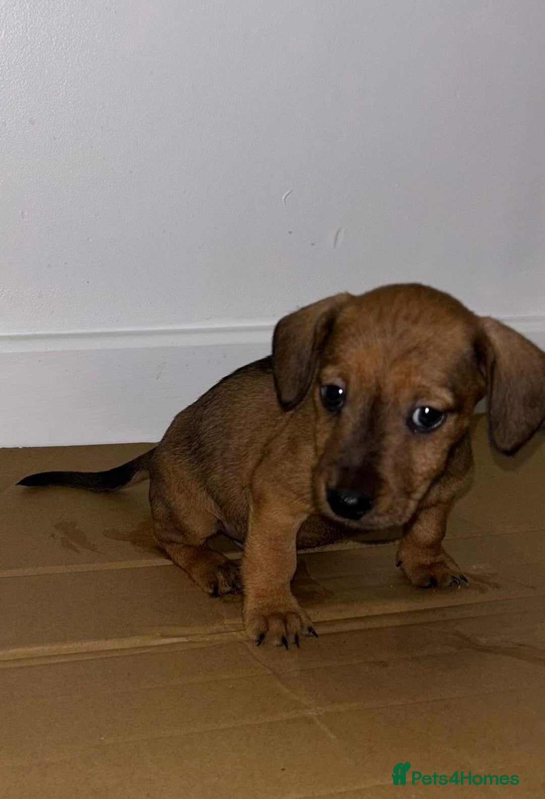 Dachshund dogs for sale: Dachshund Puppies - Image 11