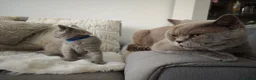 British Shorthair cats for sale: British Shorthair kittens - Advert 5
