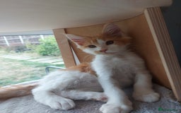 Maine Coon cats for sale: Beautiful XXL Maine-coon kittens 😸 ♥️  - Image 24
