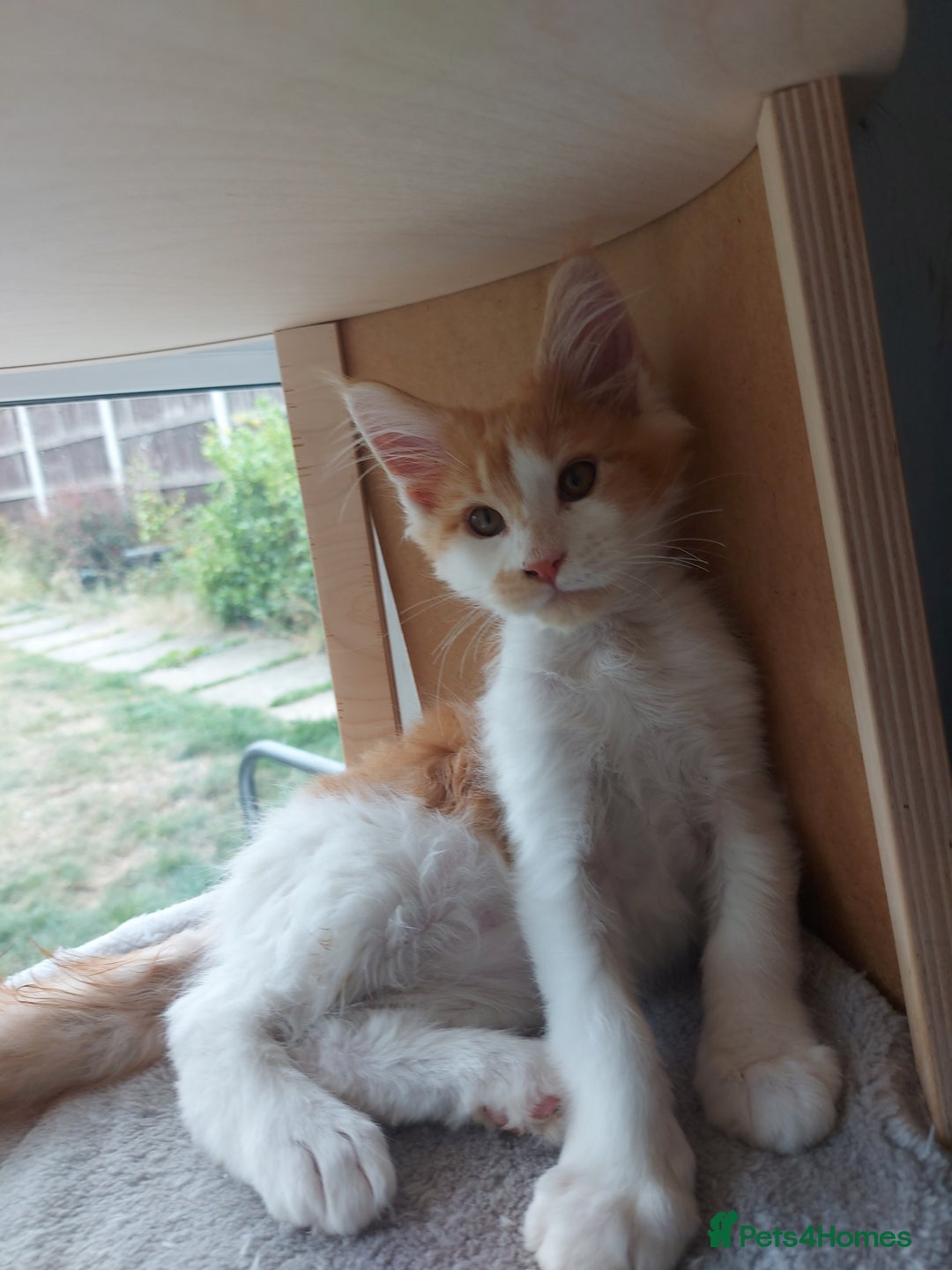 Maine Coon cats for sale: Beautiful XXL Maine-coon kittens 😸 ♥️  - Image 24