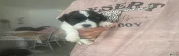 Mixed Breed dogs for sale: Shih-poo X Puppies - Advert 17
