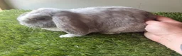 Mini Lop rabbits for sale: Stunning mini lop babies - amazing temperaments  - Advert 6