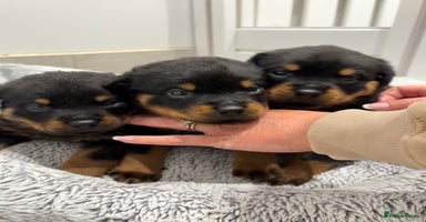 Rottweiler dogs - Advert 2