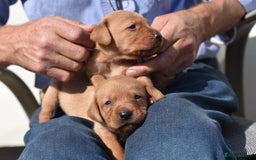 Labrador Retriever dogs for sale: Dark Red and Yellow KC reg DNA Clear Lab Puppies - Image 8