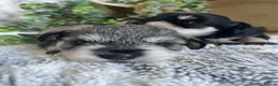 Miniature Schnauzer dogs for sale: THERAPY RAISED MINI SCHNAUZER  - Advert 6