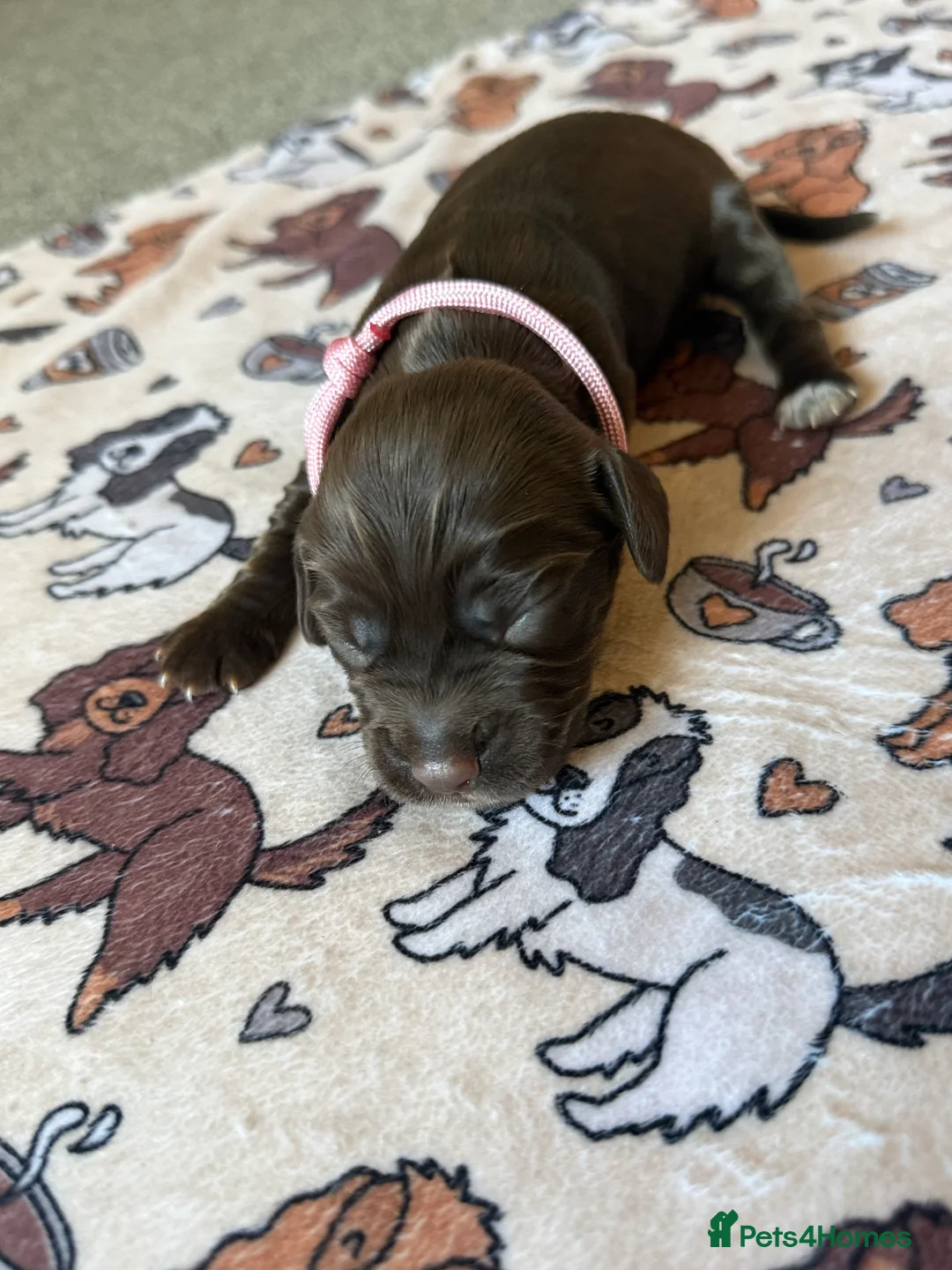 Cocker Spaniel dogs for sale: Beautiful Litter of Cocker Spaniel Puppies - Advert 2