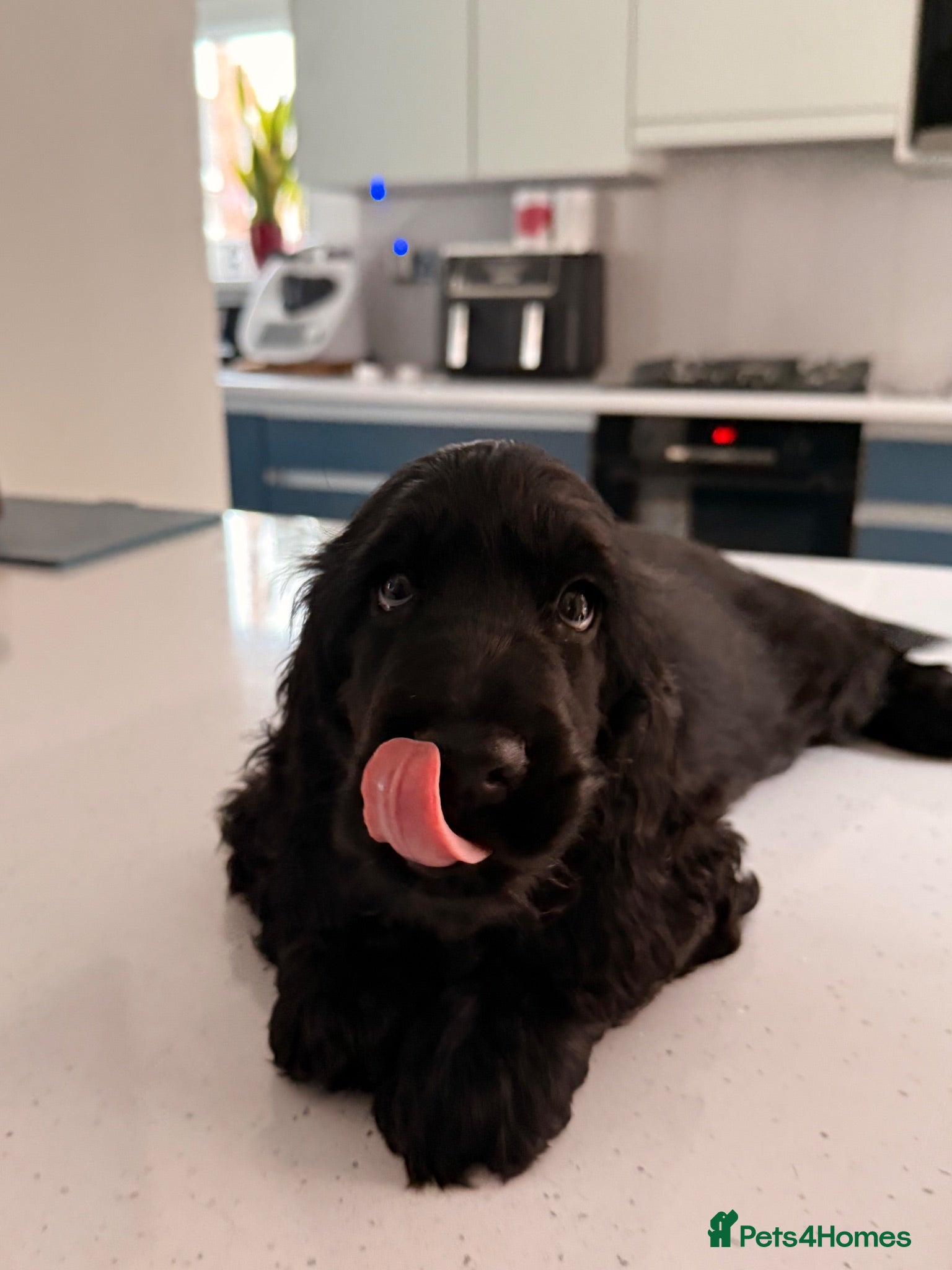 Cocker Spaniel dogs 🐾 1 LITTLE BOY LEFT KC Registered Show Cocker 🐾  - Advert 1