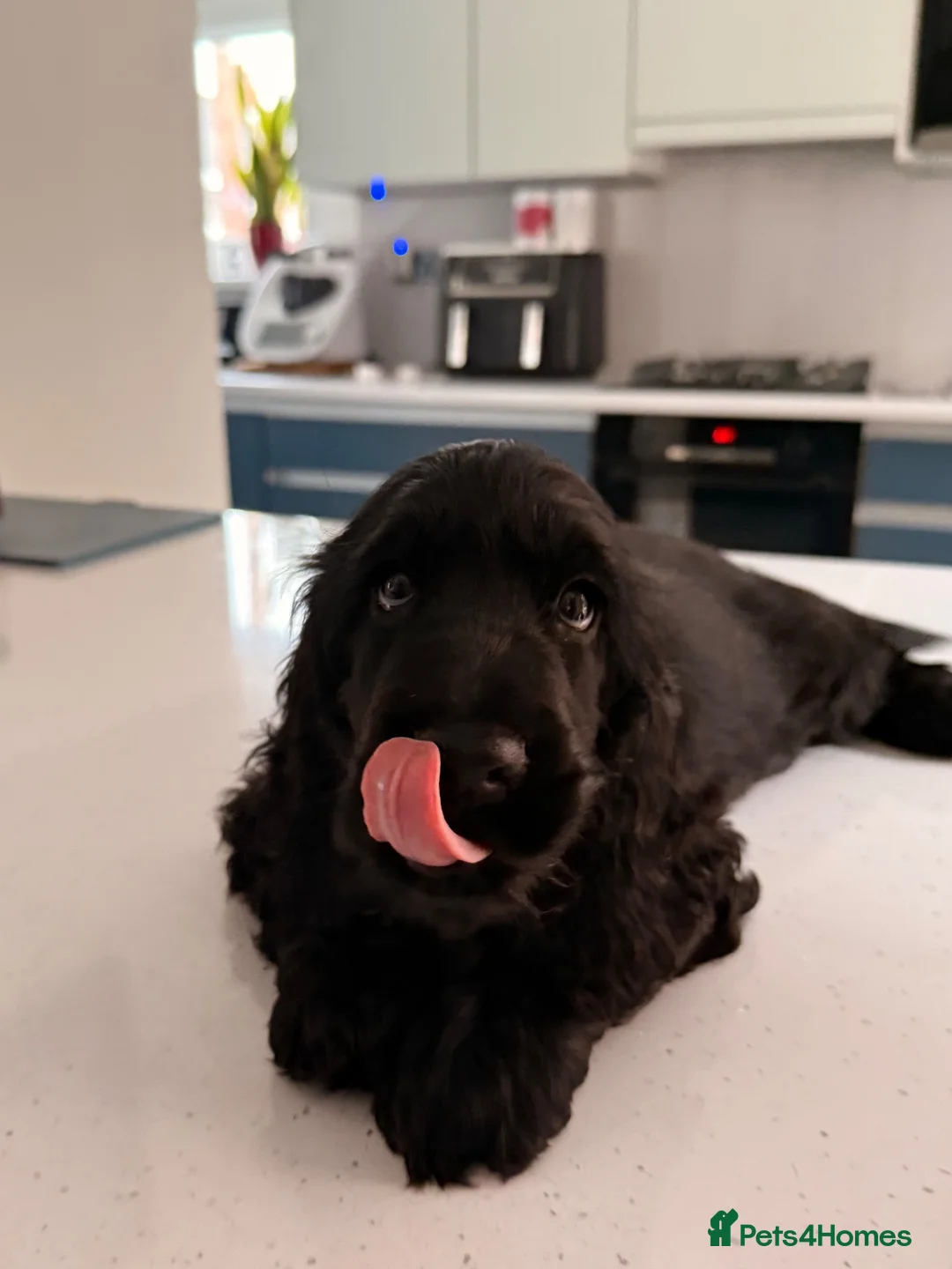 Cocker Spaniel dogs for sale: 🐾 1 LITTLE BOY LEFT KC Registered Show Cocker 🐾  - Advert 1