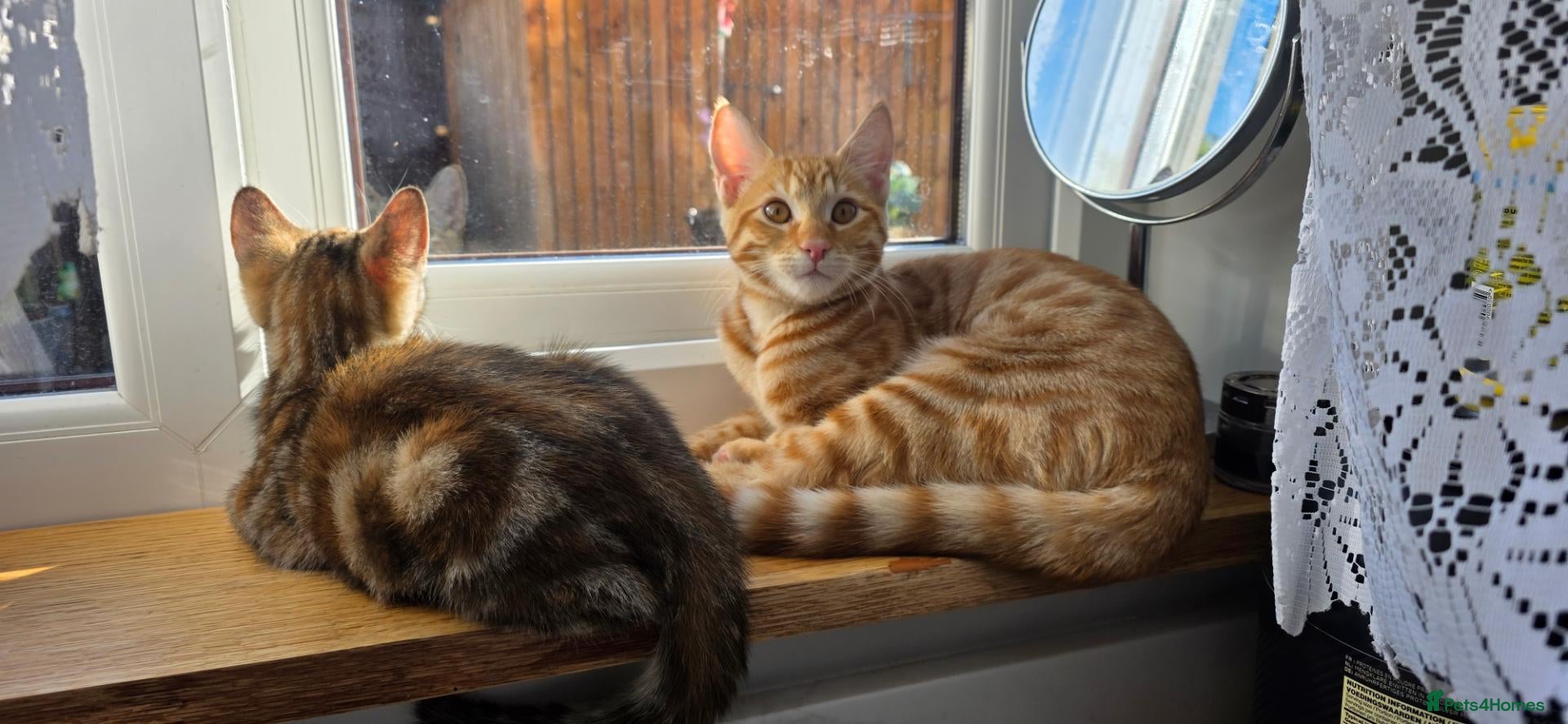 Toyger cats 🐾 Two Beautiful Tiger Kittens Looking  Homes 🐾   - Advert 2
