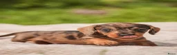 Dachshund dogs for sale: Rare Standard Wire Haired Dapple Dachshunds  in Leicester - Advert 5