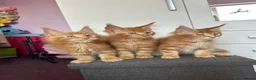 Maine Coon cats for sale: ✨5 Gorgeous GCCF Pure Bred MC kittens  in Burton-on-Trent - Advert 12
