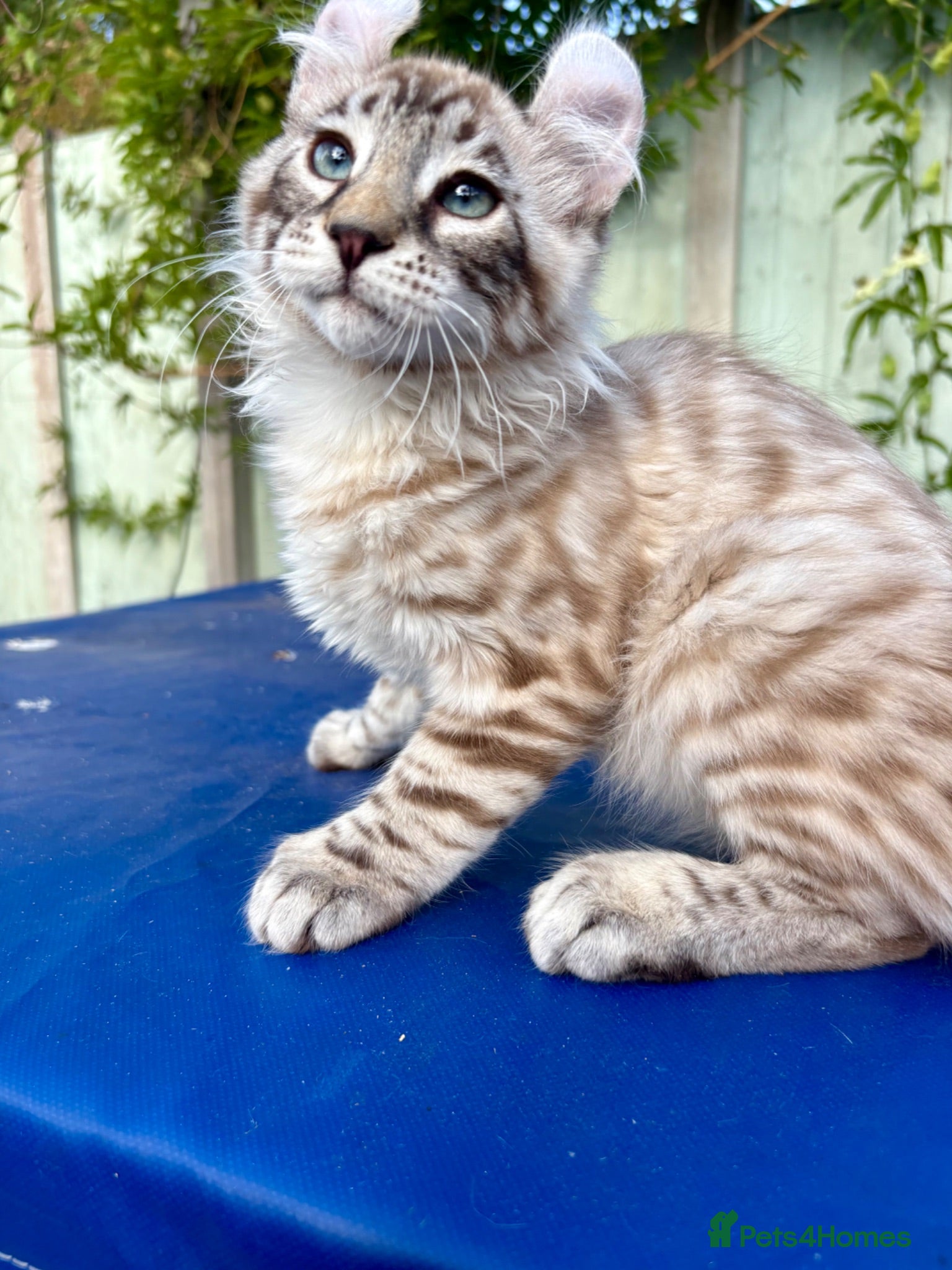 Keetso cats Superb very rare polydactyl curled eared keetsos  - Advert 3