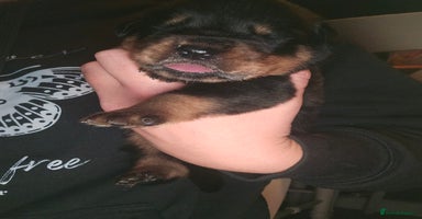 Rottweiler dogs - Advert 8
