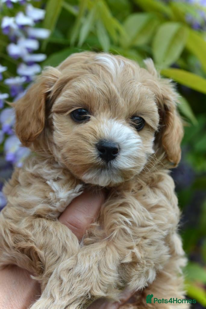 Maltipoo dogs Outstanding Maltipoo Puppies ready now  - Advert 1