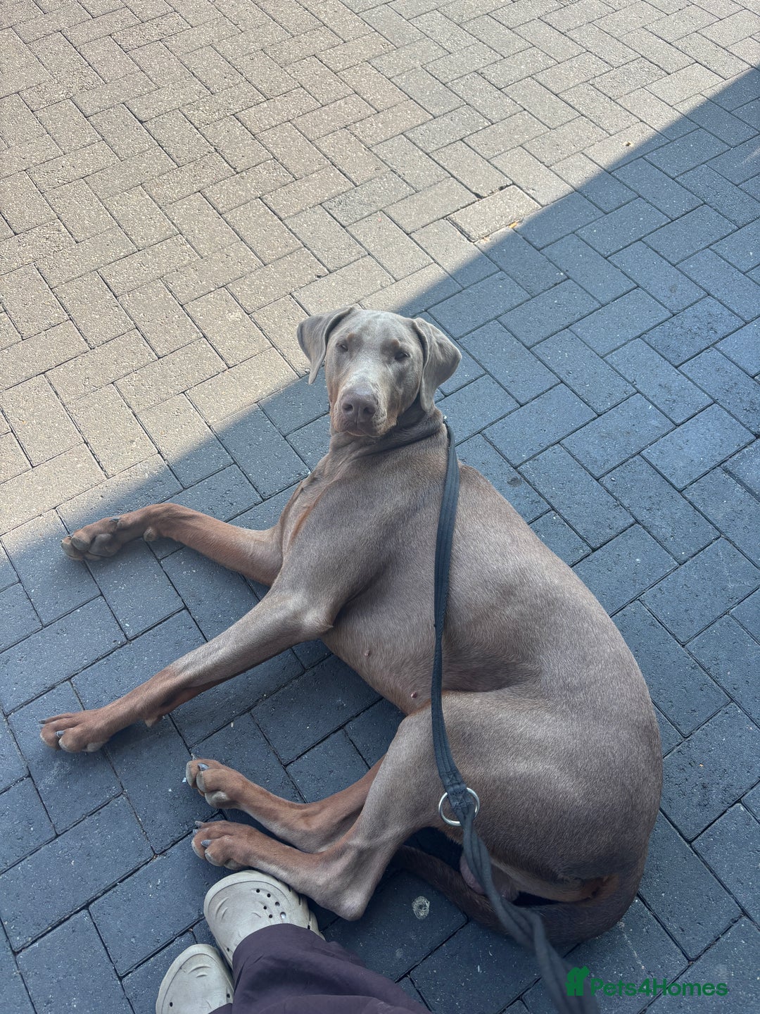 Dobermann dogs for sale: Looking for His Forever Home  - Image 5