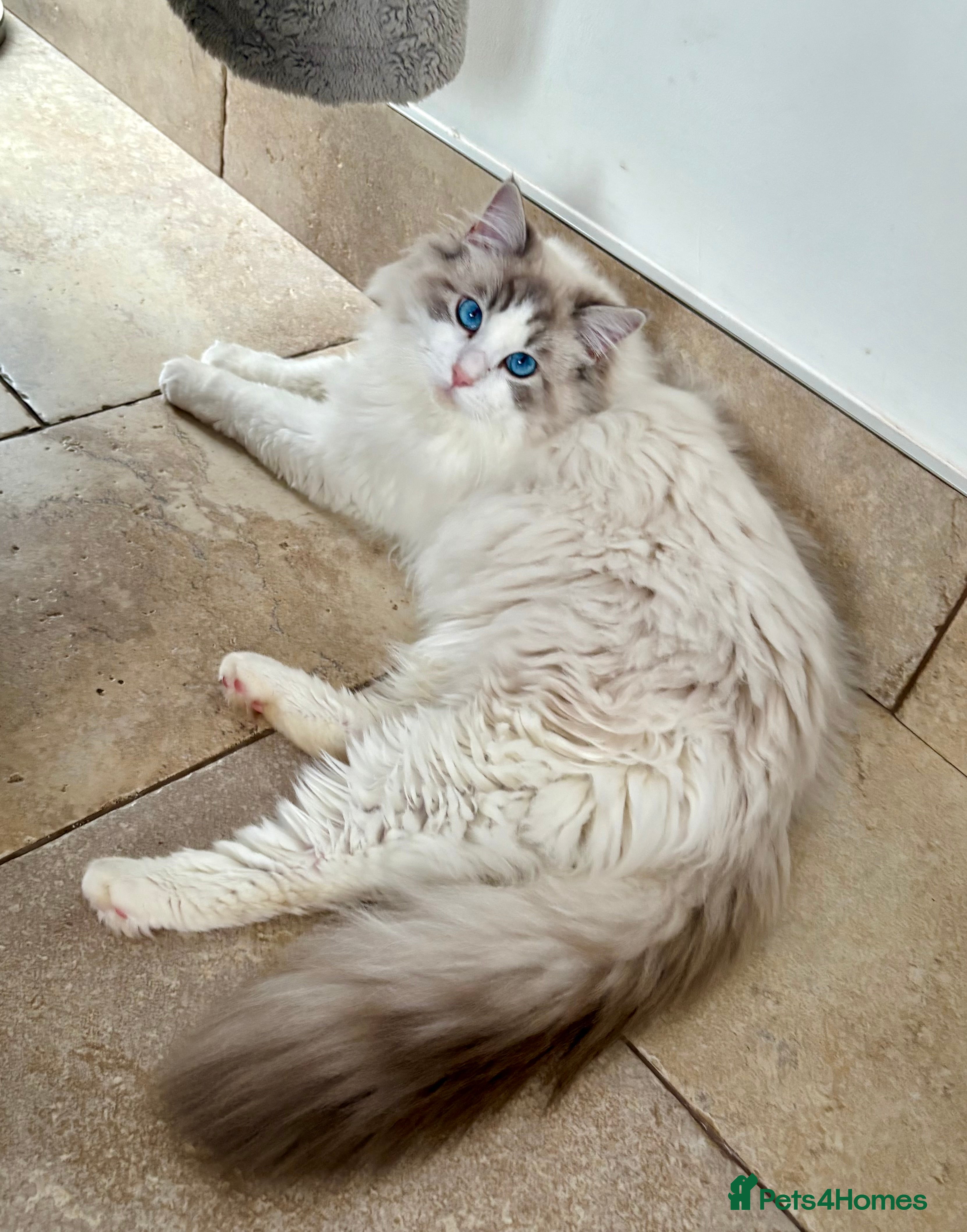 Ragdoll cats Friendly Stud Cat Available 🩵 - Advert 12