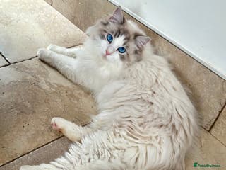 Ragdoll cats for stud: Friendly Stud Cat Available 🩵 - Advert 1