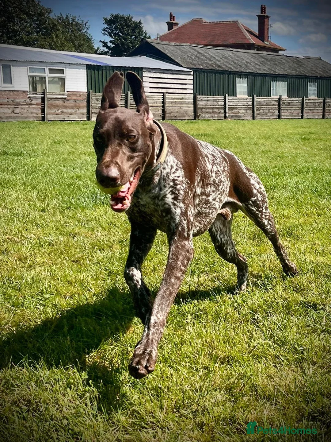 German Shorthaired Pointer dogs for sale: Gorgeous Green Short Haired Pups - Serbian Blood - Advert 20