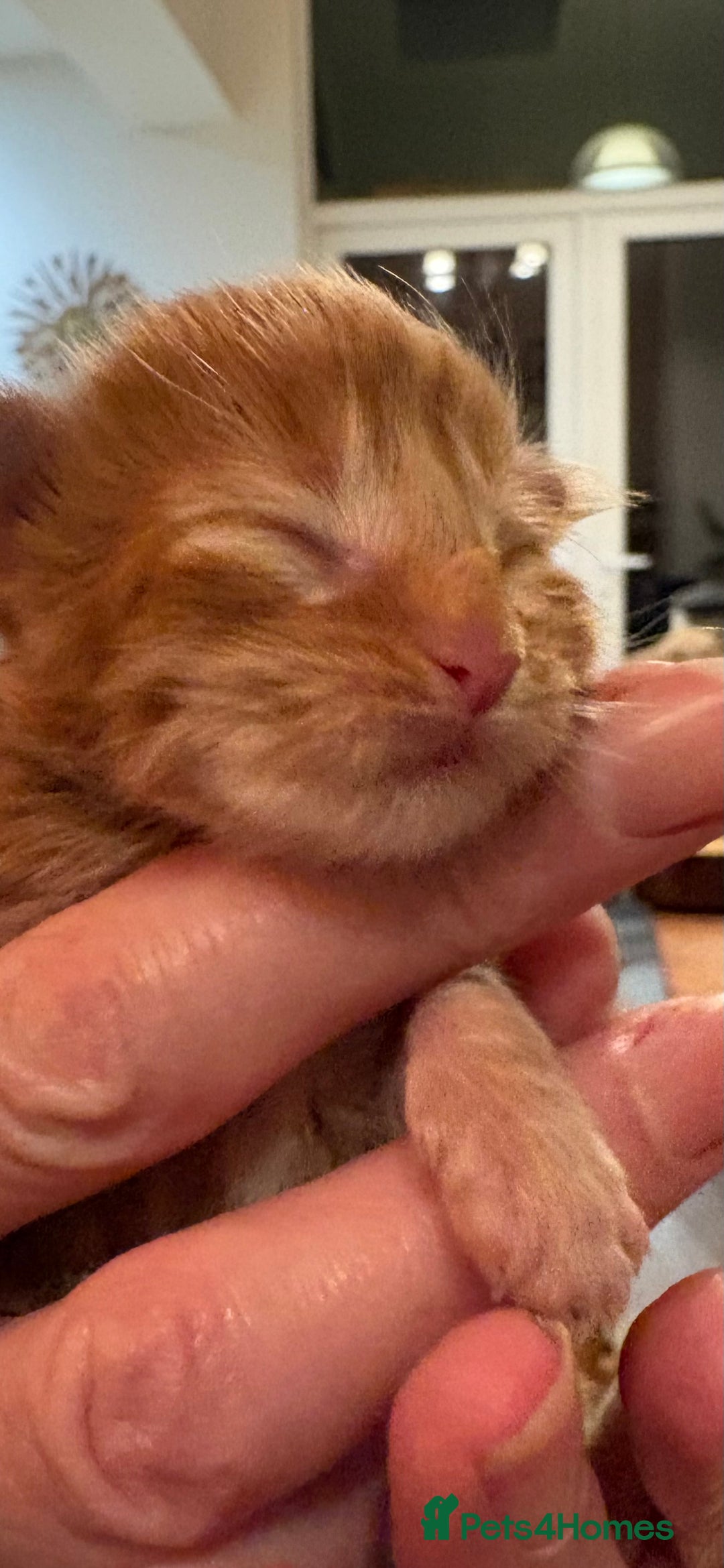 Maine Coon cats for sale: Maine Coon cuties - Advert 22