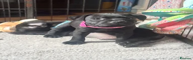 Staffordshire Bull Terrier Puppy 4