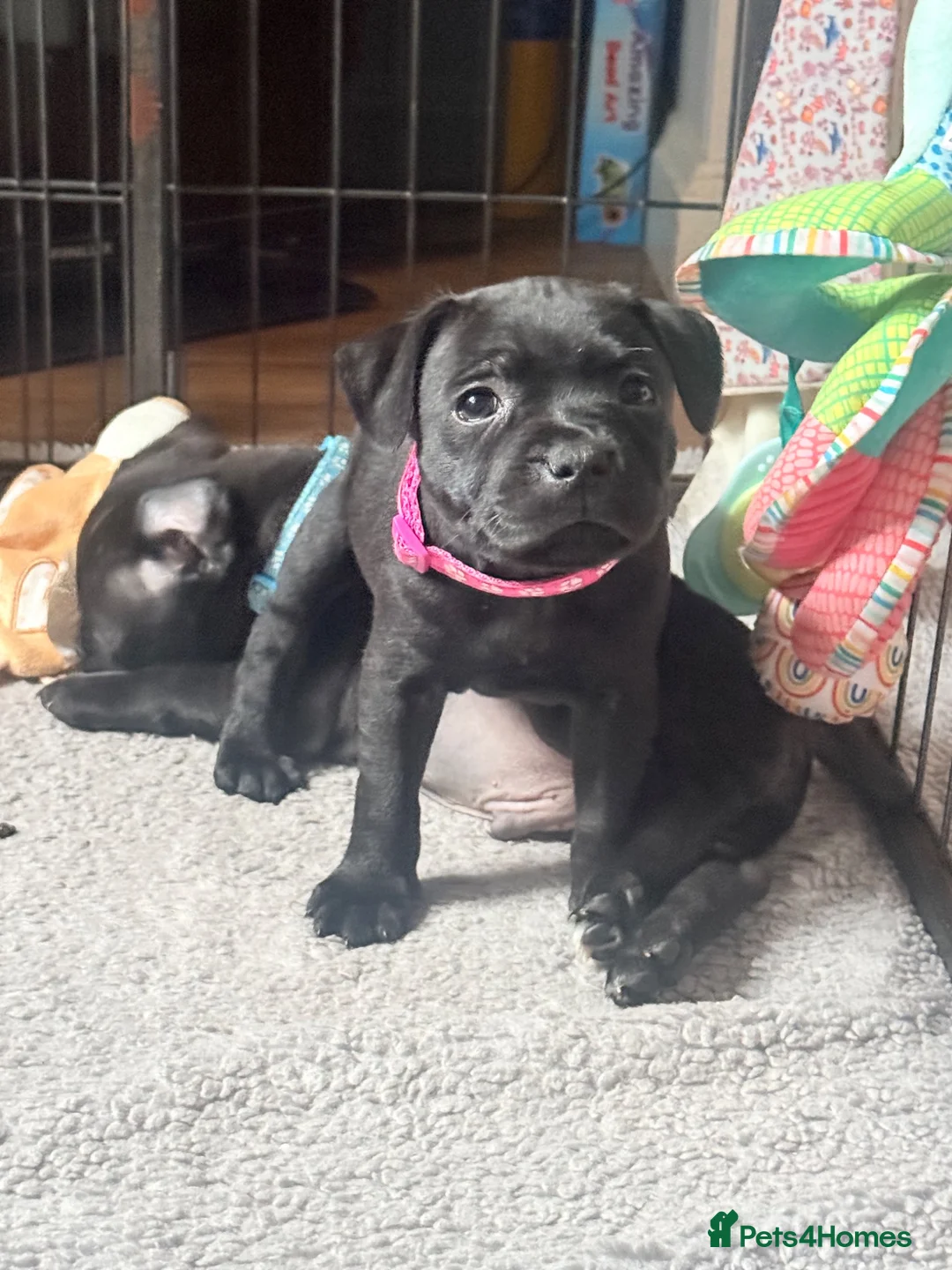 Staffordshire Bull Terrier dogs for sale: Ready to leave 23rd, staffy puppys(great quality)  - Advert 2