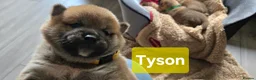 Japanese Shiba Inu dogs for sale: Foxy little shibas - Advert 21