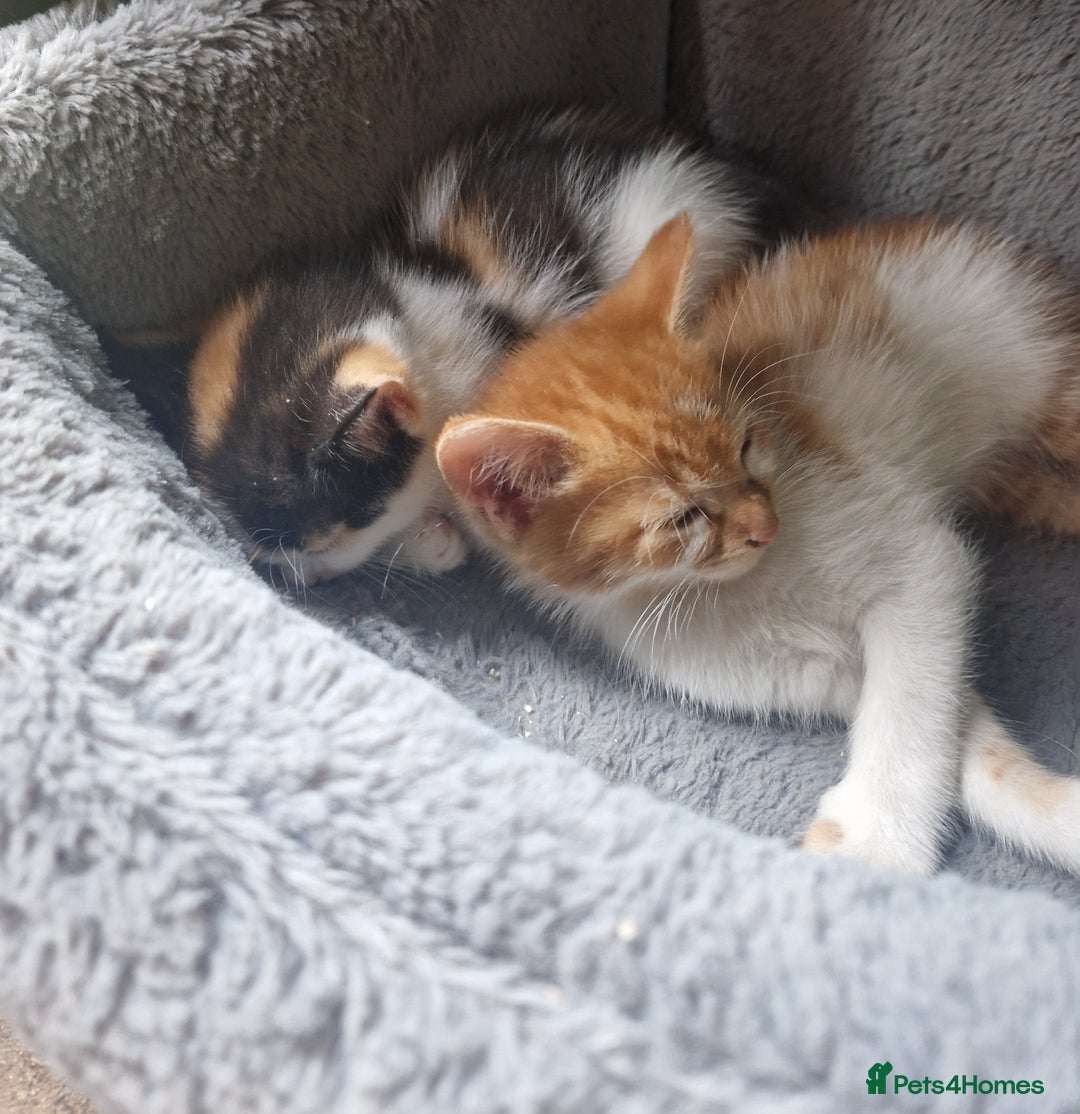 Mixed Breed cats for sale: Siberian cross ready to go!!! - Image 28