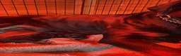 Rottweiler dogs for sale: Rottweiler puppies in Tenterden - Advert 5
