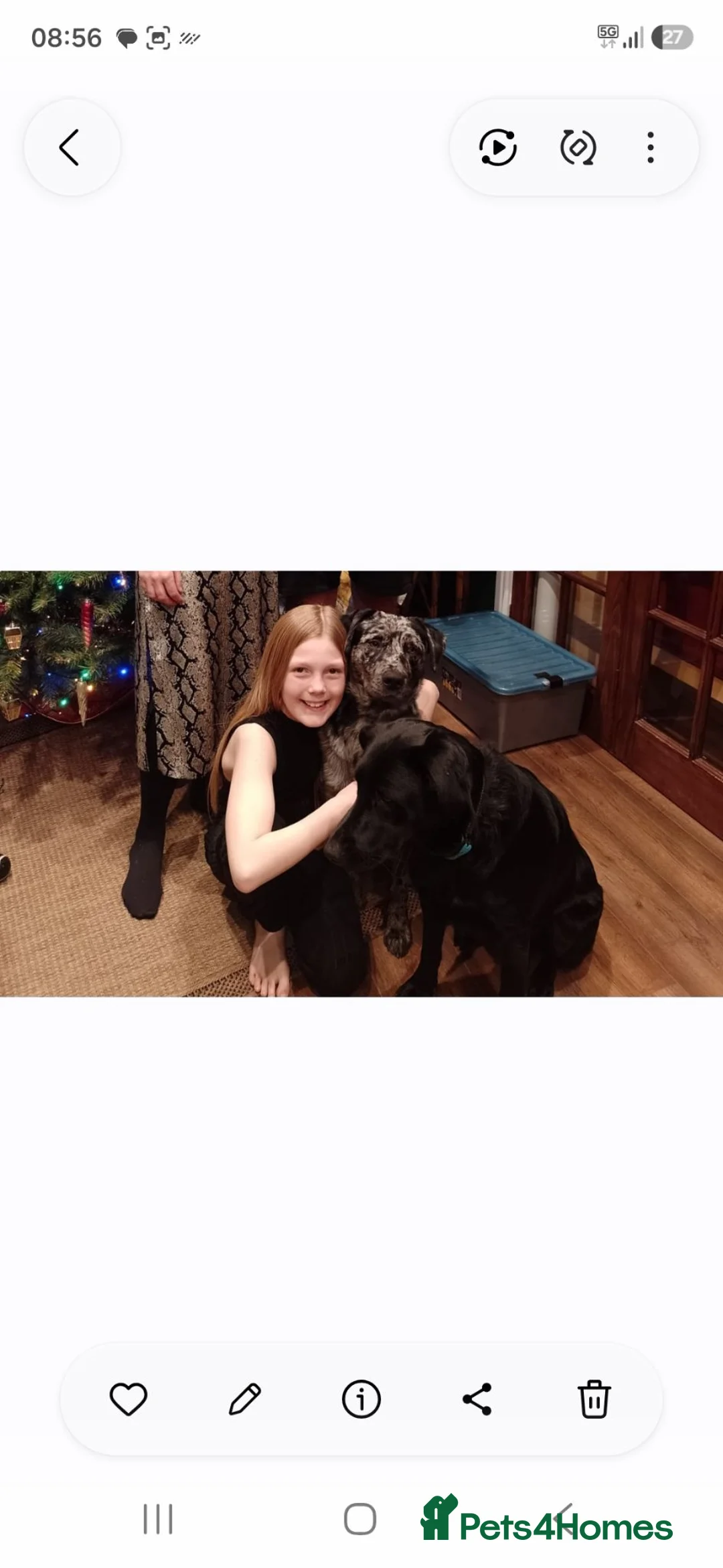 Mixed Breed dogs for sale: Lab x Australian shepherd. 4 yr old male- Kevin - Advert 7