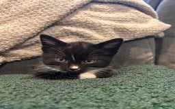 Mixed Breed cats for sale: Kittens for forever homes - Image 1