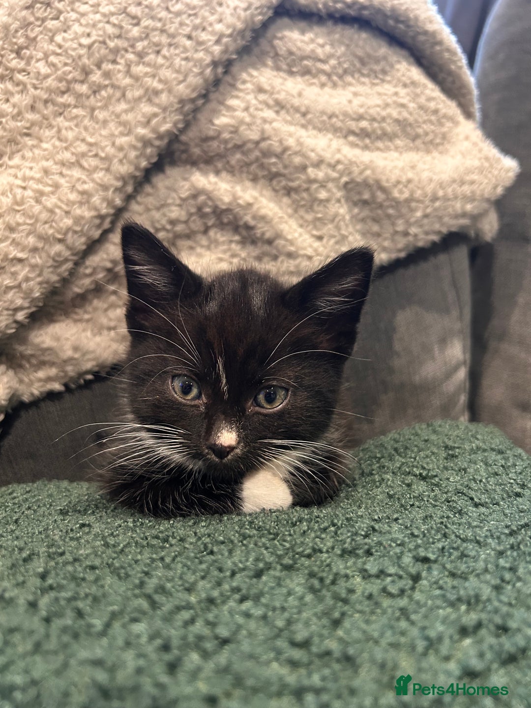 Mixed Breed cats for sale: Kittens for forever homes - Image 1