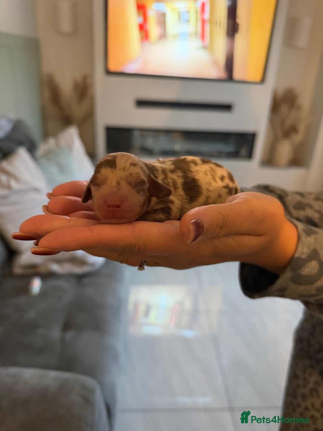 Miniature Dachshund dogs for sale: Miniature dachshund  - Advert 28