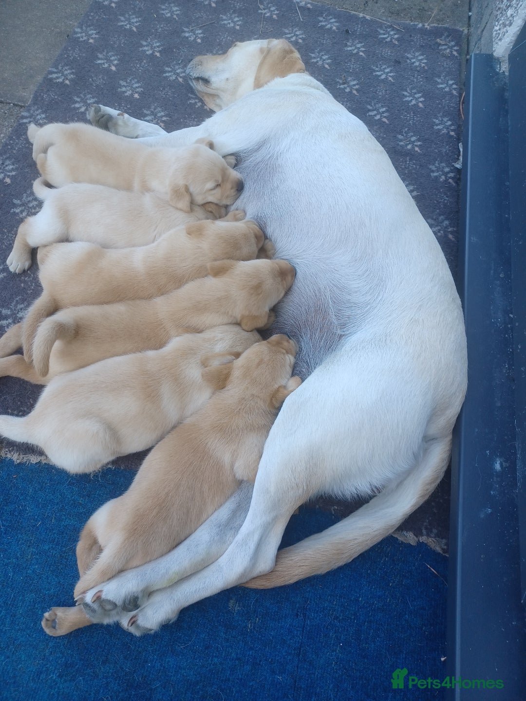 Labrador Retriever dogs for sale: Fox Red Labrador  - Image 7